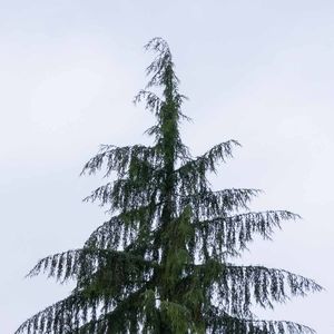 Meet your Posher, Lane